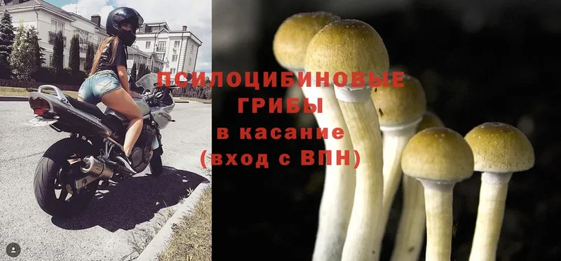 как найти закладки  Верхоянск  Псилоцибиновые грибы Psilocybe 